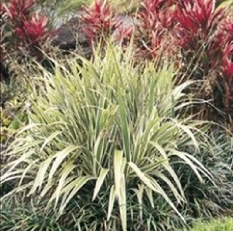 Variegated Flax Lily Star Nursery Garden and Rock Centers