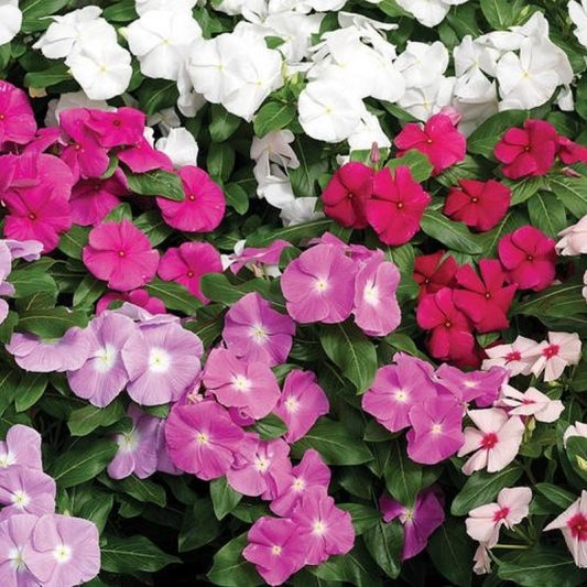 Vinca Mix Star Nursery Garden and Rock Centers