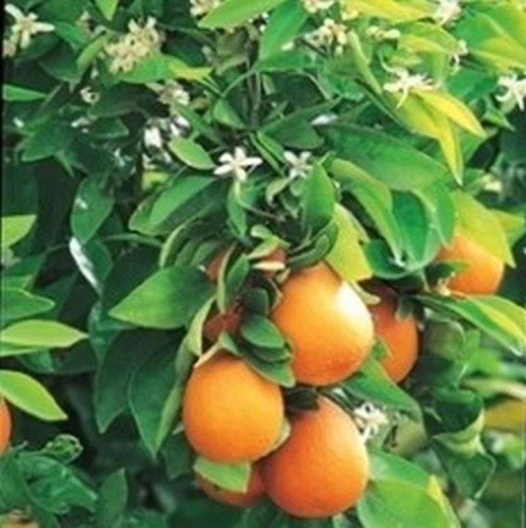 Washington Navel Orange Tree Star Nursery Garden and Rock Centers