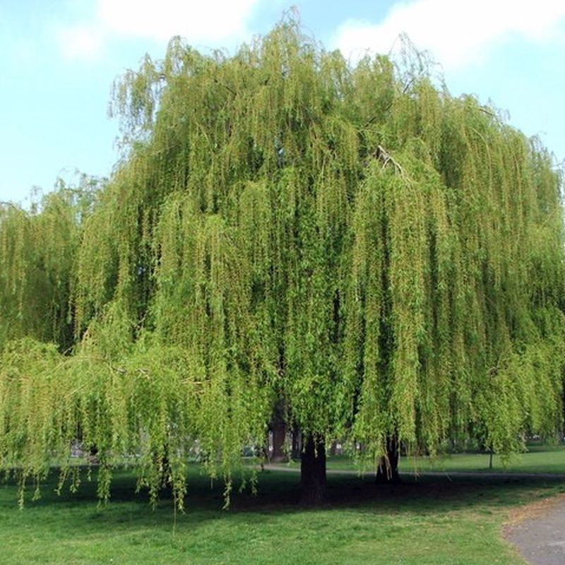 Weeping willow named a Tree of Distinction, Local News