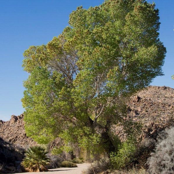Western Cottonless Cottonwood Star Nursery Garden and Rock Centers