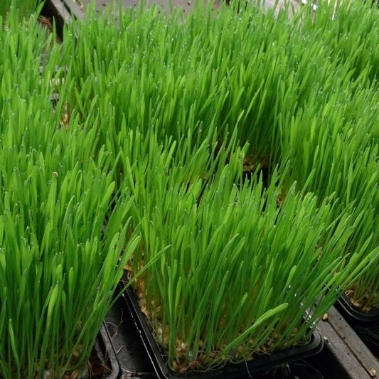 Wheatgrass Star Nursery Garden and Rock Centers