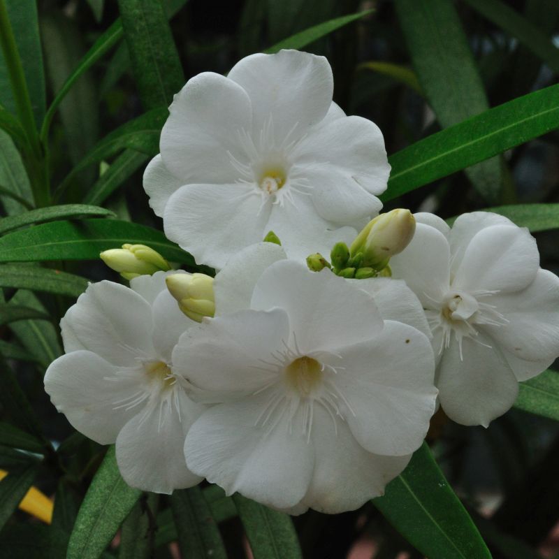 White Oleander Flower Oleander White Nerium Oleander White Oleander Flower Oleander White Nerium Oleander
