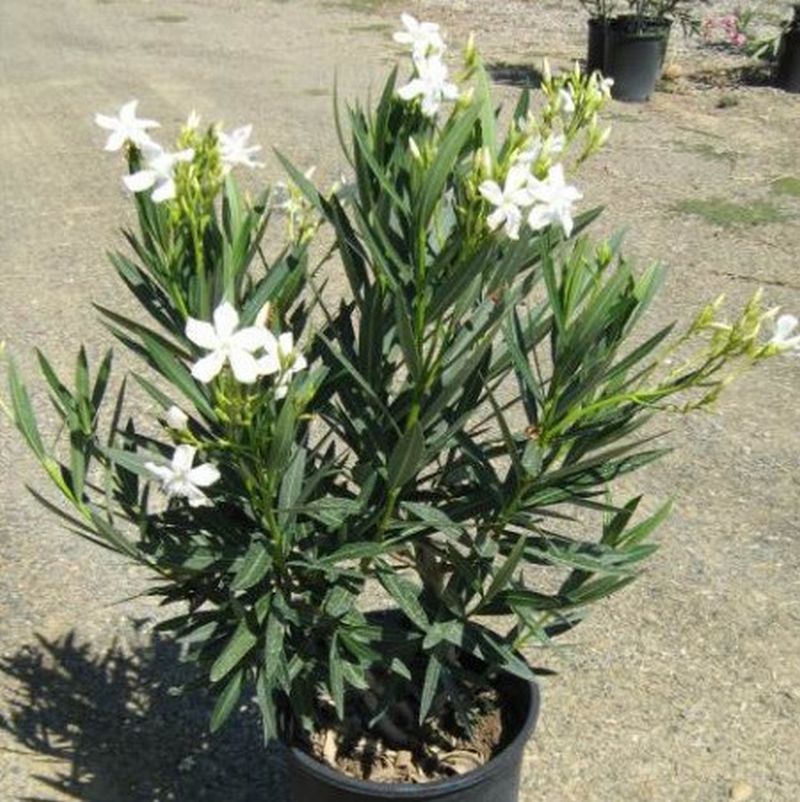 The White Oleander Plant A Beautiful And Toxic Beauty Leliawuyf The White Oleander Plant A Beautiful And Toxic Beauty Leliawuyf