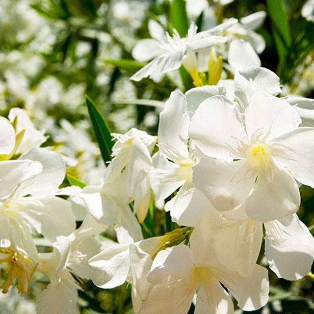 White Oleander Tree Star Nursery Garden and Rock Centers