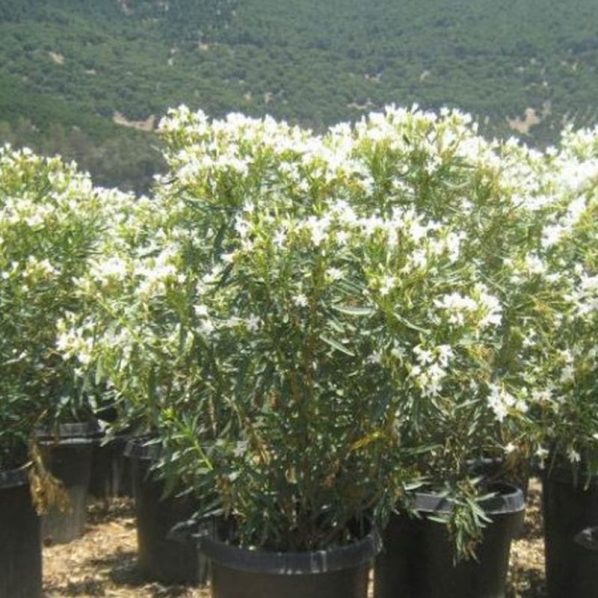 White Oleander Tree Star Nursery Garden and Rock Centers
