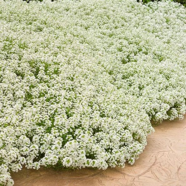 White Sweet Alyssum | Star Nursery Garden and Rock Centers