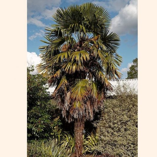 Windmill Palm Star Nursery Garden and Rock Centers