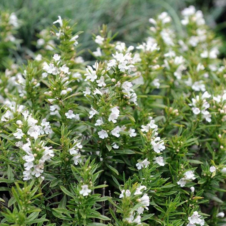 Winter Savory