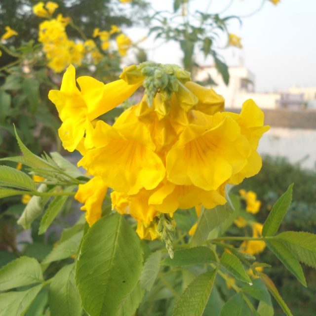 Yellow Bells Star Nursery Garden and Rock Centers