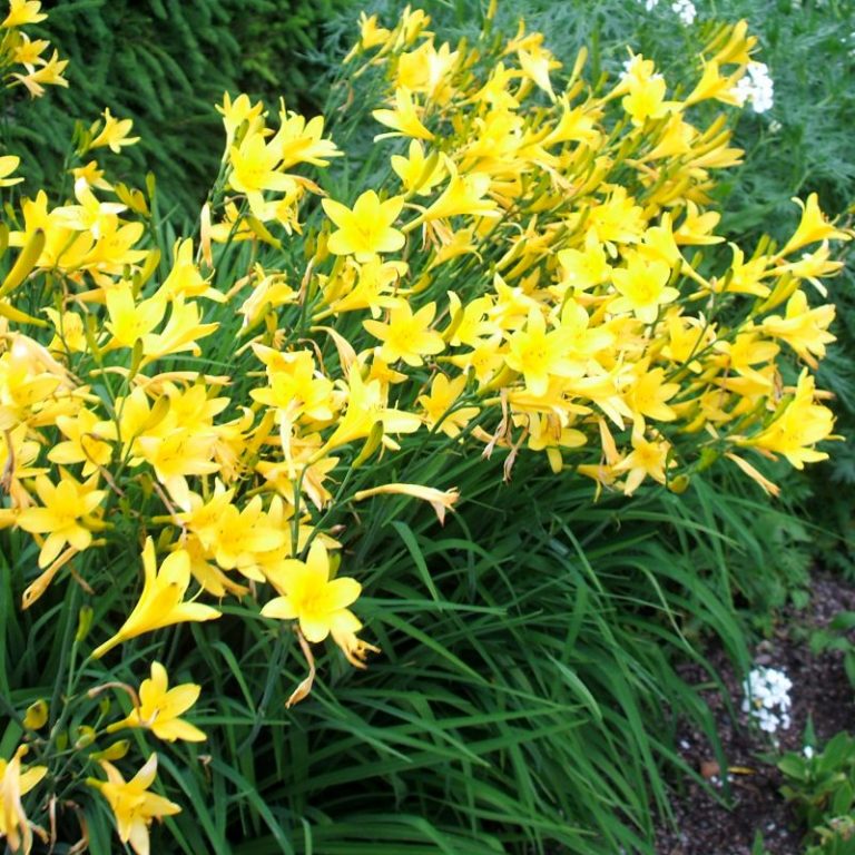 Yellow Daylily Star Nursery Garden and Rock Centers