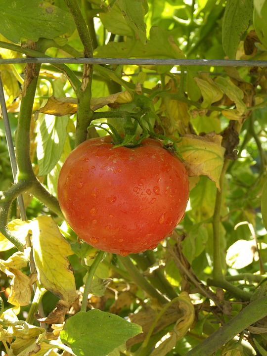 Tomato star 9009 hybrid Why star 9009 - Evergreen Nursery