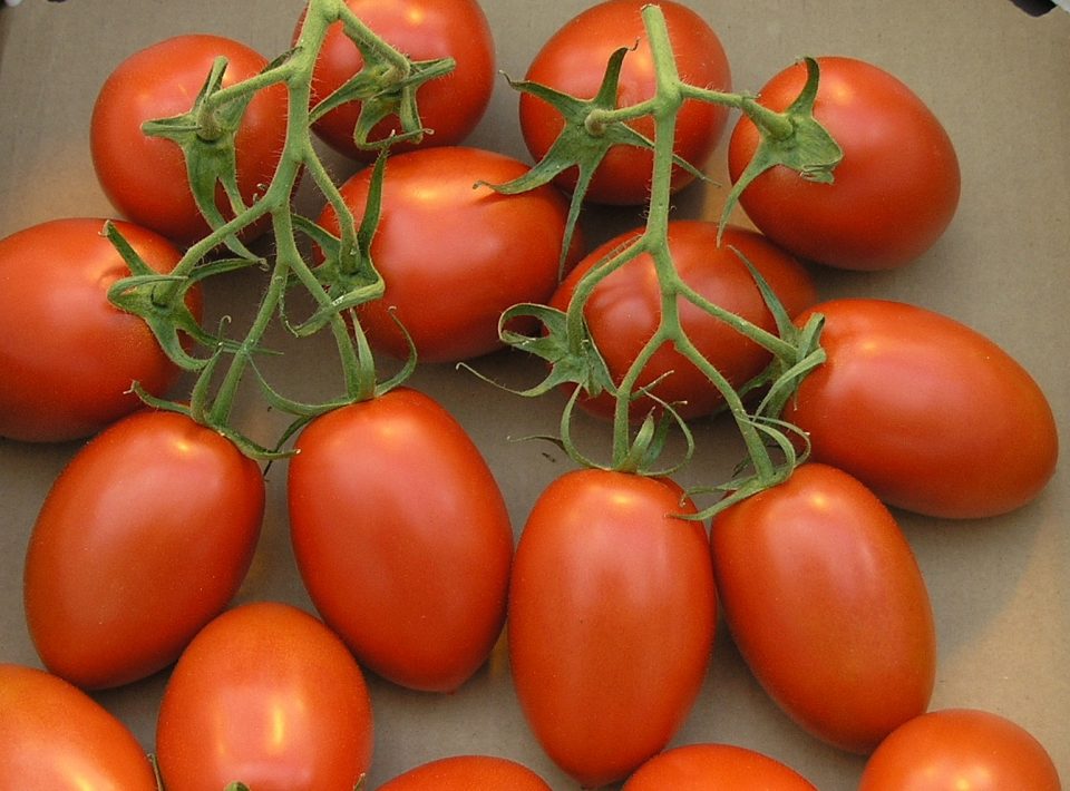 Tomato star 9009 hybrid Why star 9009 - Evergreen Nursery