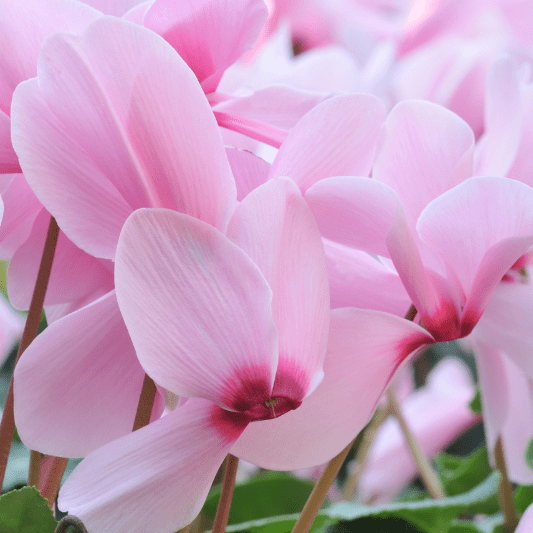 Star Nursery Local Garden Centers