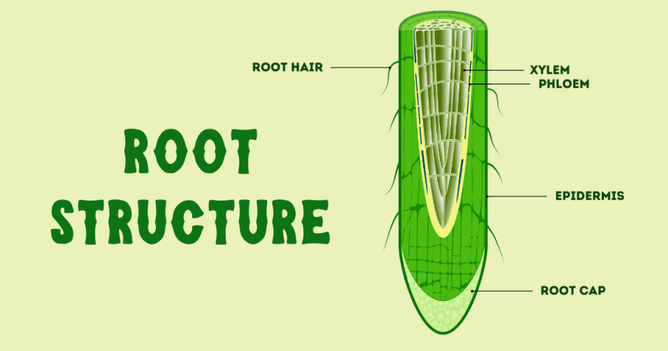 Structure of a root, including root hair, root cap, epidermis, xylem, and phloem
