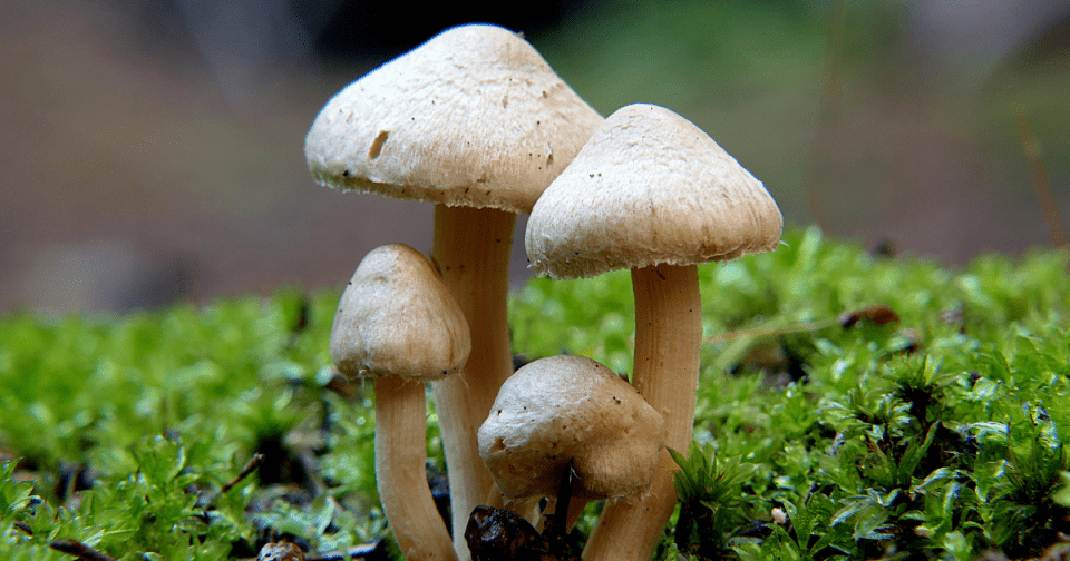 Garden mushrooms, a sign of healthy microbial activity in the soil