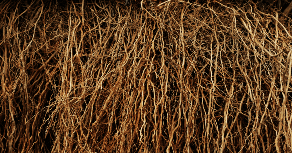 The hidden world of roots
