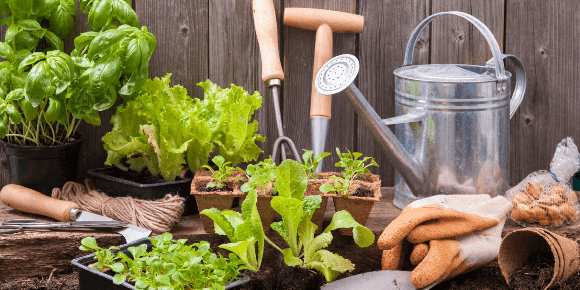 Learn how to cultivate a harmonious environment in your garden, where different plants work together to benefit each other and ward off pests.