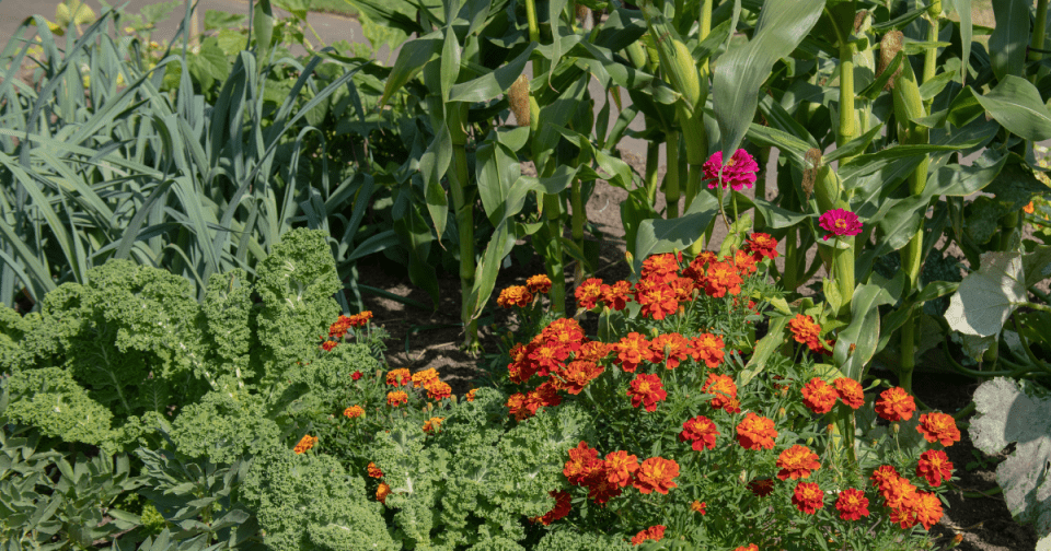 Marigolds can act as a natural pest repellant, reducing the need for insecticides when planted near crops.