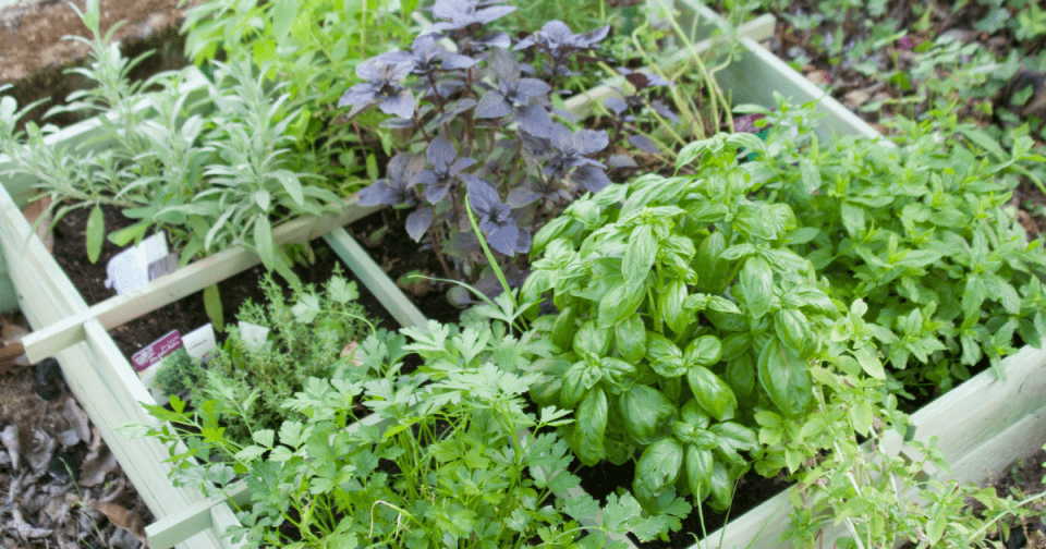 Herbs such as Basil, Chamomile, Garlic, and Thyme may be used to prevent and treat diseases.