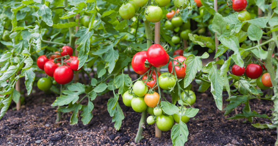 When picking the right tomato variety to grow, there are many factors to consider including growth habits, harvest dates, and intended use.