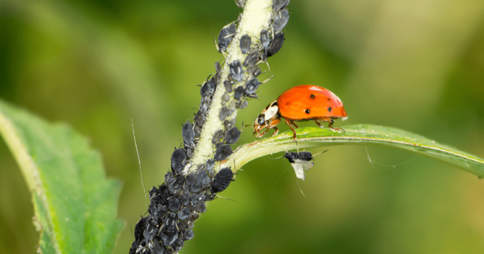 Ladybug protecting a plant by chowing down on yummy aphids.