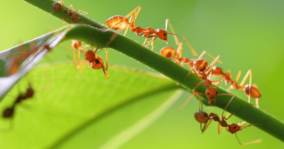 Ants roaming on a leaf stem