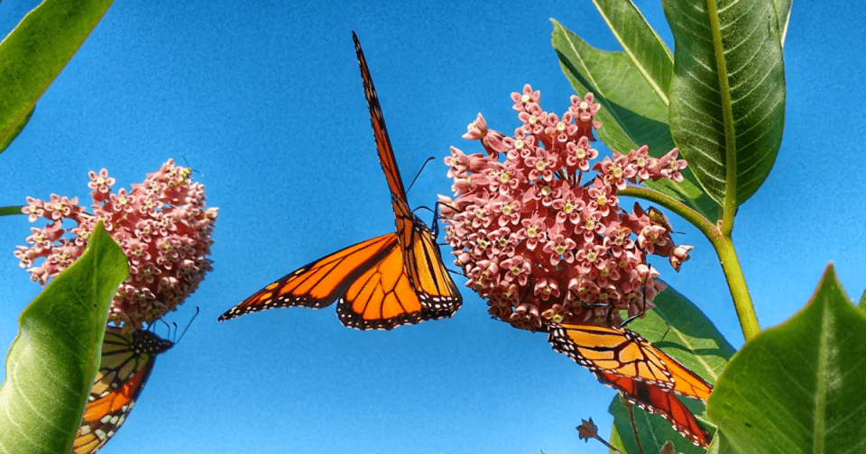 Monarch butterfly sipping sweet nectar from a Milkweed flower.