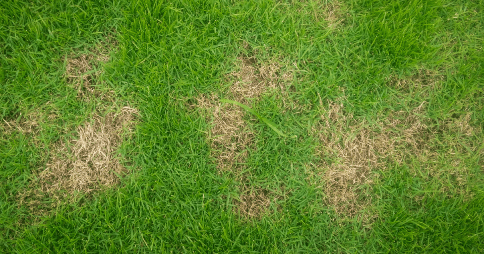 Image of lawn fungus