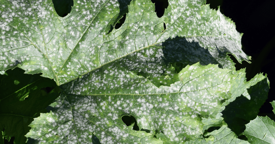 Image of powdery mildew fungal disease on a plant leaf