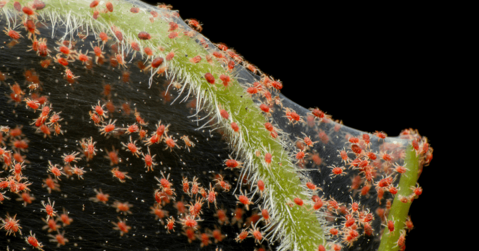Image of red spider mites and their webbing on a plant stem