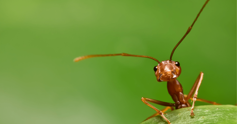 Image of an ant on a plant leaf