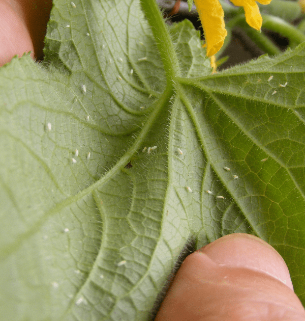 Image of white flies on a plant leaf