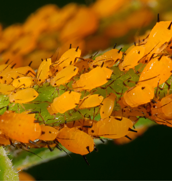 Image of aphids on a plant stem