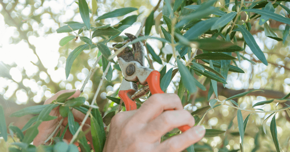 Person using pruning shears to cut an olive branch