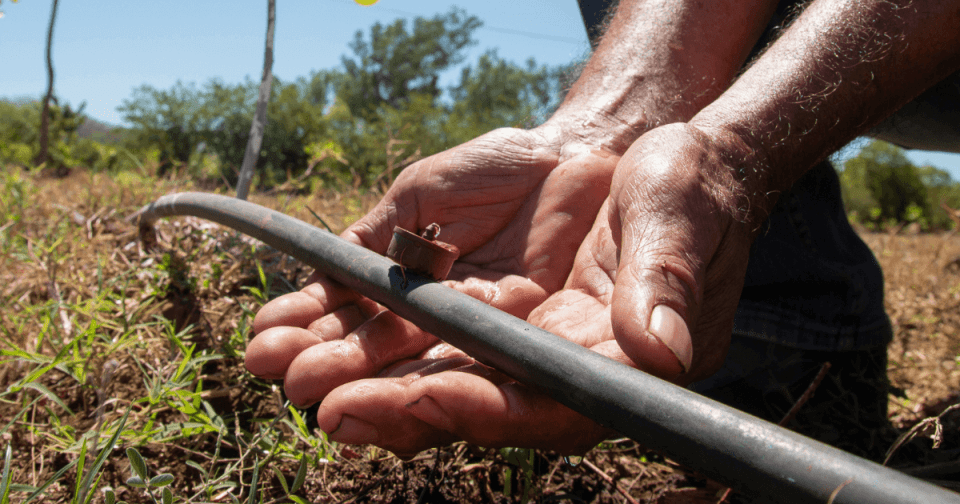 Person checking a drip irrigation system