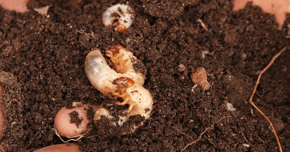 Grubs (garden bugs) nested in soil
