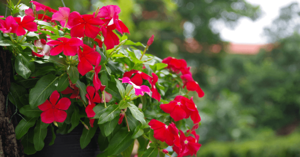 Red vinca flowers placed in a hanging basket