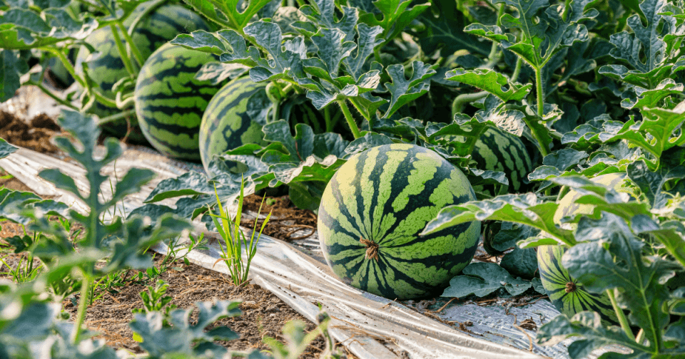 Watermelons in a garden patch