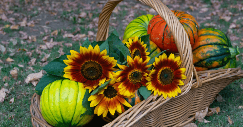 Sunflowers and pumpkins placed in a basket