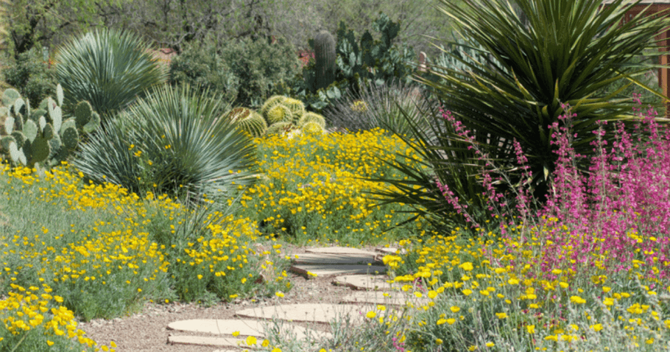 desert garden with blooming native plants - cassia, yucca, desert marigold, cactus, salvia