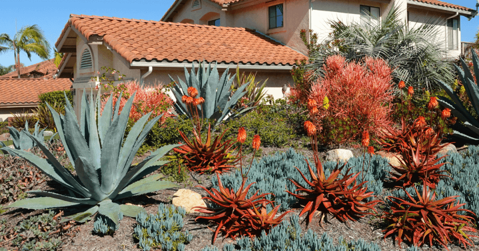 desert garden comprised of large and small green, orange, and blue plants that are in the succulent and agave families