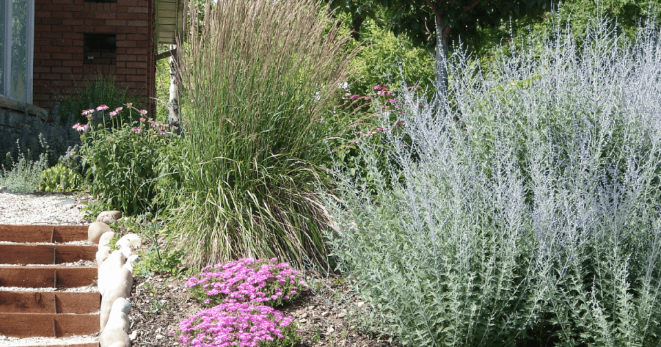 desert native garden with salvia, ice plants, grasses, lavender, and other perennials