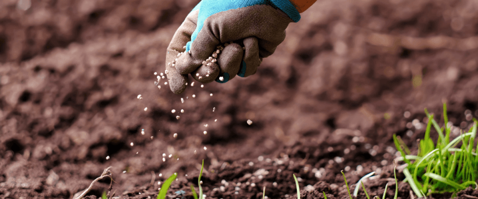 adding fertilizer to the soil