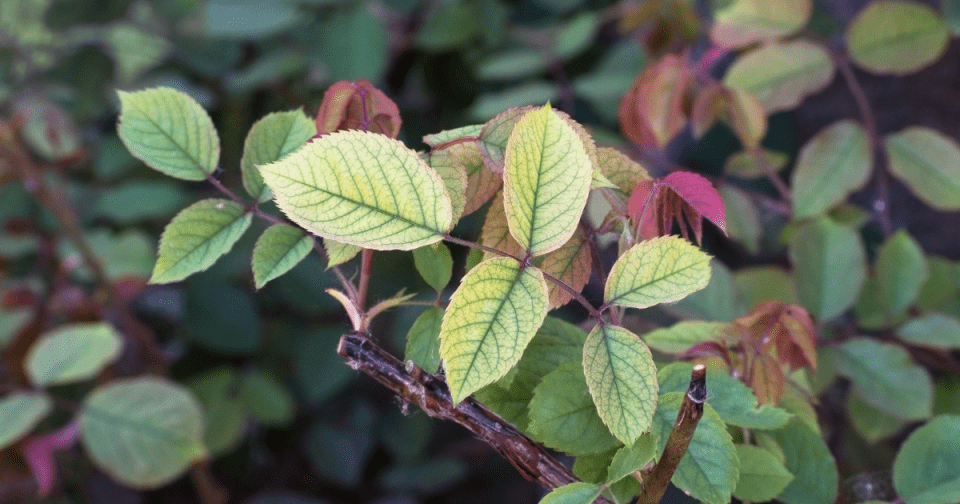 nutrient deficiency showing on rose leaf