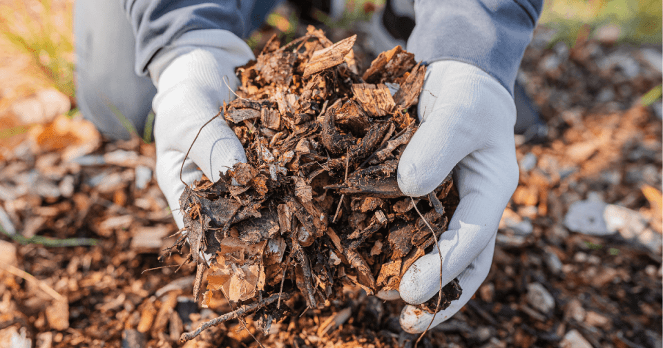Hands holding a handful of mulch