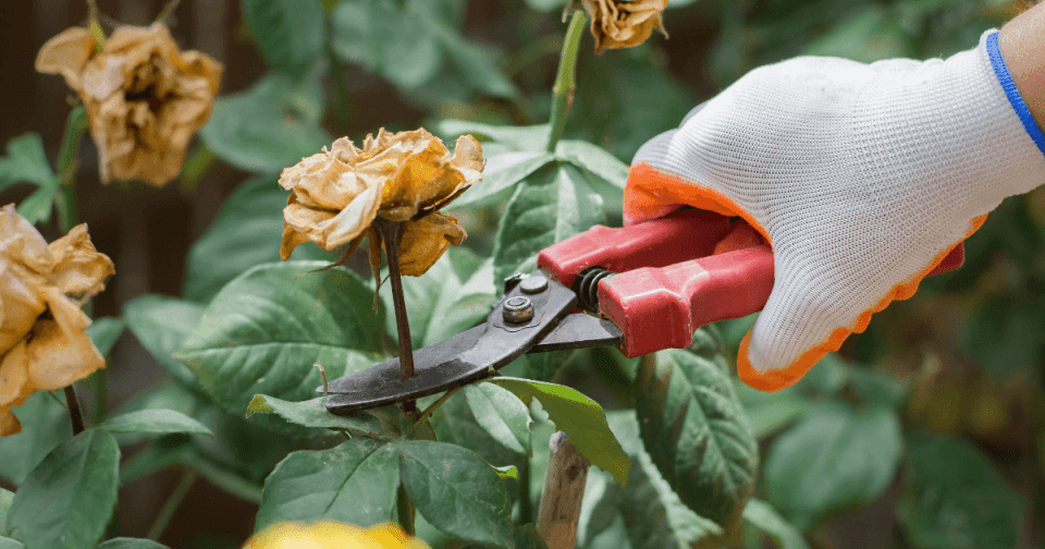 Person removing spent flower from a rose bush