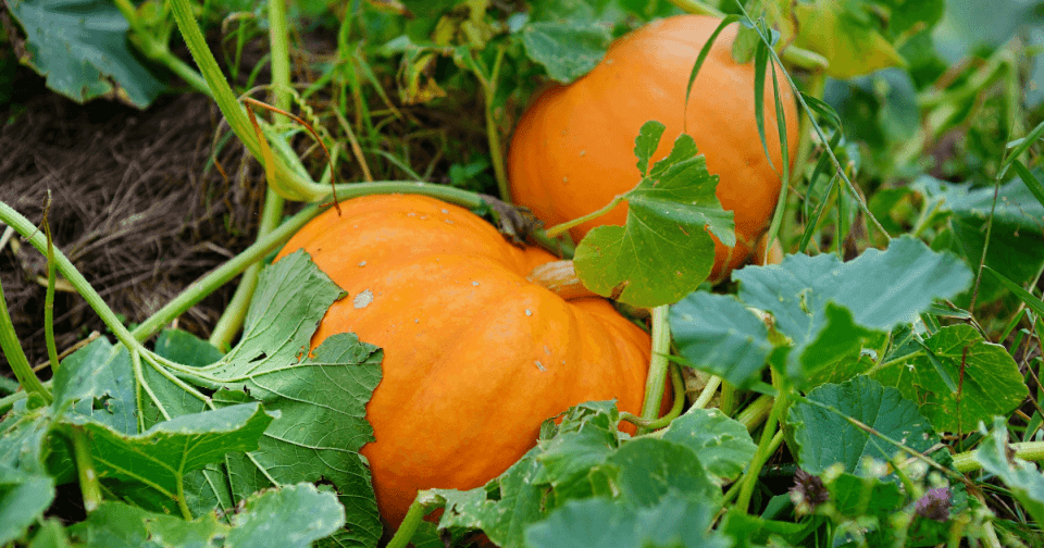 Full-grown pumpkins in the garden